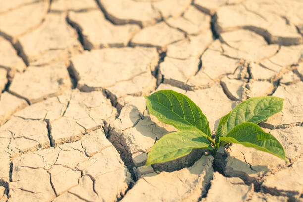 istock Growth of trees in drought crisis, Living with tree drought. 2080929141