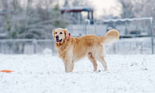 Cute Golden Retriever Dog Playing With Toy And Running On A Snow In Winer