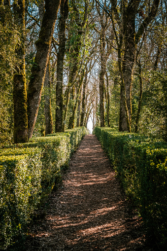 VÃ©zac, Nouvelle-Aquitaine, France - 7th March 2024 - A tree-lined path between boxwood hedges in the gardens of Marqueyssac, the most visited garden in south west France and listed as a National Historic Monument
