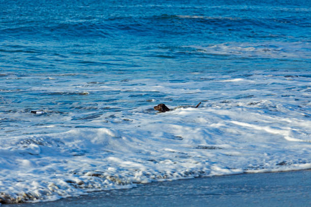 A dog plays with the waves on the ocean shore in San Francisco