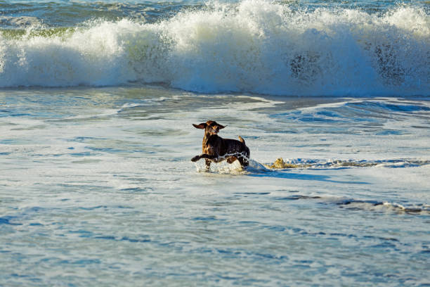 A dog plays with the waves on the ocean shore in San Francisco