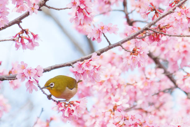 istock White-eye feeding on nectar from early blooming cherry blossoms Close-up 2080963177