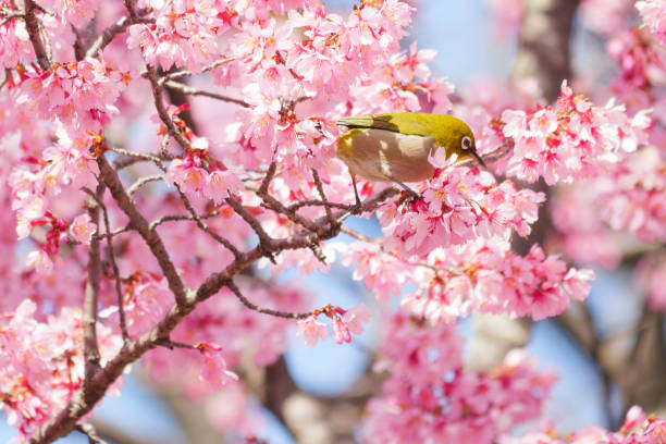 istock White-eye feeding on nectar from early blooming cherry blossoms Close-up 2080965939