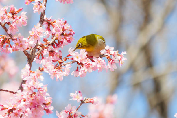 istock White-eye feeding on nectar from early blooming cherry blossoms Close-up 2080970862