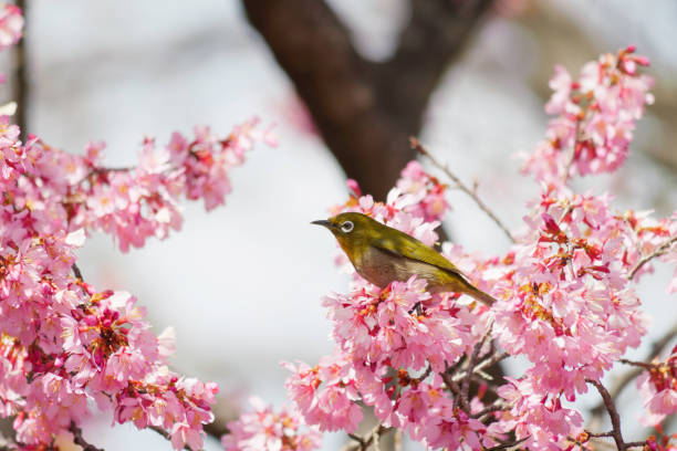 istock White-eye feeding on nectar from early blooming cherry blossoms Close-up 2080970871
