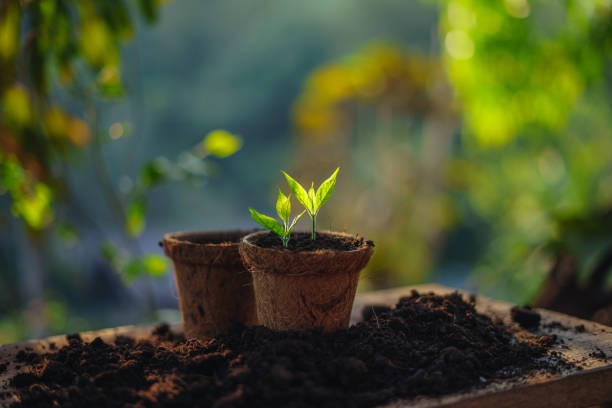 Young plants and flowers in planting pots, spring planting