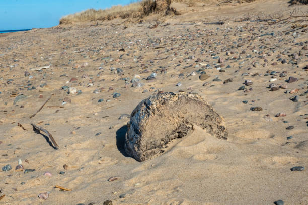 istock A Lone Stone Amidst Coastal Sands Under Clear Skies. 2080979495
