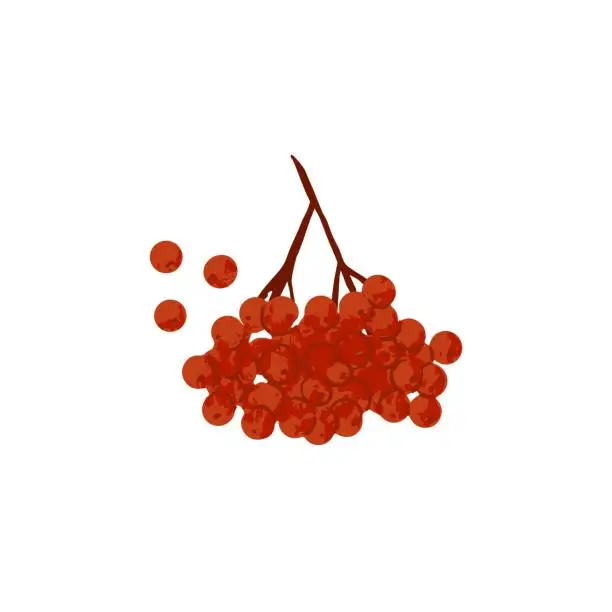 Vector illustration of Red berry branch. Rowan cluster on tree twig. Wild viburnum sprig. Ripe hawthorn fruits. Flat vector illustration isolated on white background