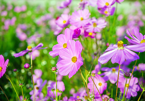 Close-up of beautiful cosmos flowers at cosmos field in moring sunlight. amazing of close-up of cosmos flower. nature flower  background.