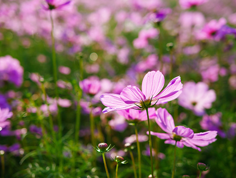 Close-up of beautiful cosmos flowers at cosmos field in moring sunlight. amazing of close-up of cosmos flower. nature flower  background.