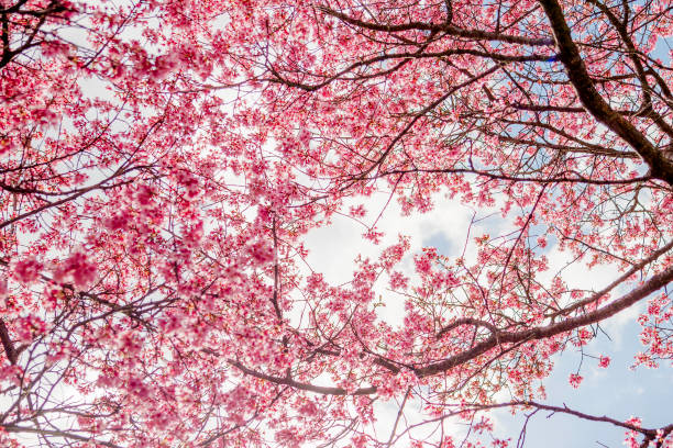 istock with vibrant pink cherry blossoms on bright blue sky background in Japanese 2080987370