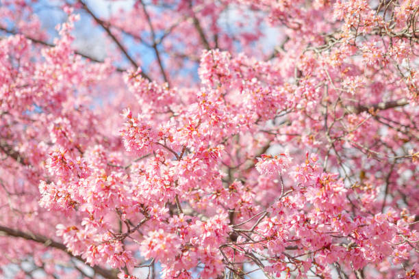 istock with vibrant pink cherry blossoms on bright blue sky background in Japanese 2080988407