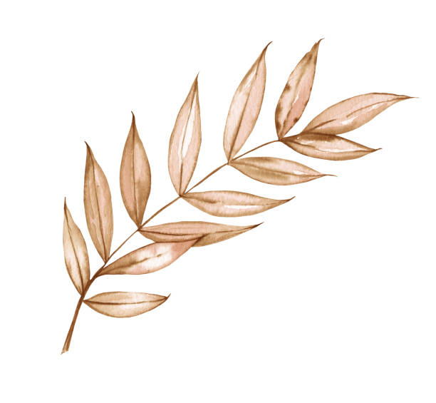 istock Watercolor exotic dry twig with gold textures. Hand painted boho leaves isolated on white background. 2080990528