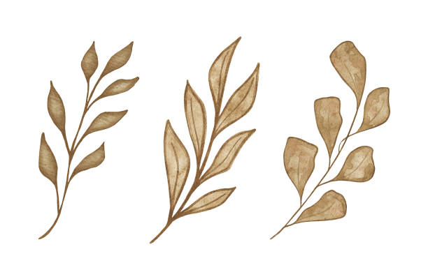 istock Watercolor exotic dry twig with gold textures. Hand painted boho leaves isolated on white background. 2080991044