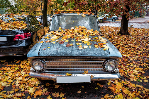 Yellow fallen maple leaves on abandoned old car hood
