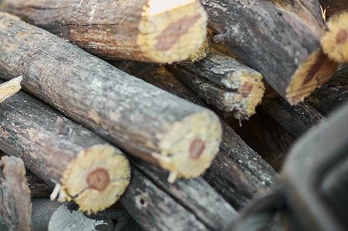 Cut wooden logs stacked, showing growth rings and the rough texture of the bark.