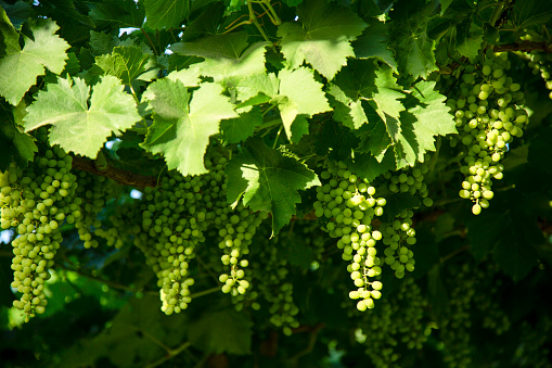 beautiful green grapes of uzbekistan