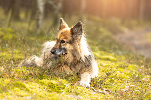 Mixed-Breed Dog lying on forest moss in sunny day. This file is cleaned and retouched.