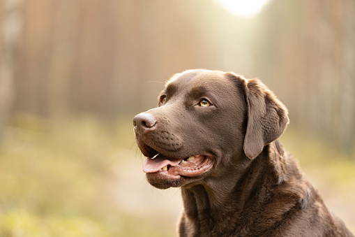 Brown Labrador retriever dog portrait outdoor in sunny day. This file is cleaned and retouched.
