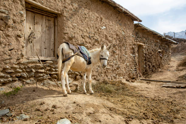 istock donkey in near wall looking in camera 2081003223