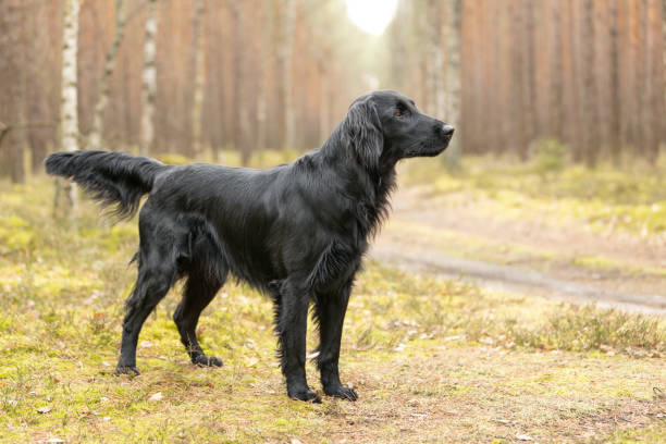 Black Flat coated Retriever dog standing on moss in forest stock photo