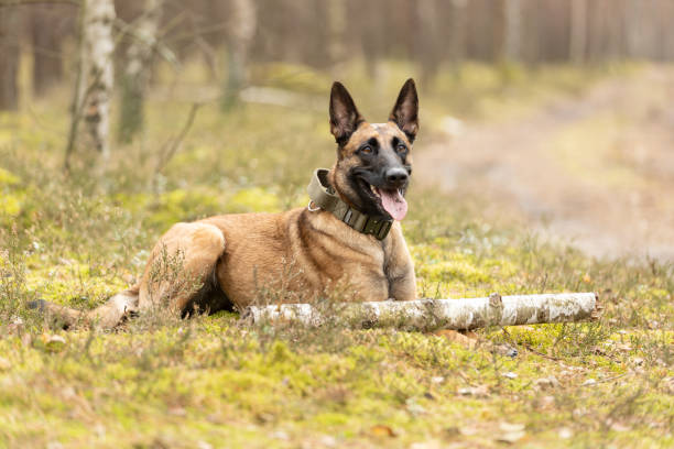 istock Belgian Shepherd Malinois dog lying on forest moss 2081003758