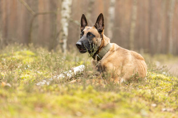 istock Belgian Shepherd Malinois dog lying on forest moss 2081004775