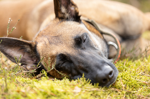 Belgian Shepherd Malinois dog sleeping lying on forest moss. This file is cleaned and retouched.