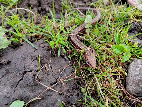 A gray forest lizard hides on the background of the soil among small green grass. Yellow-blooded viviparous reptile in the garden. Wild animals in natural conditions.