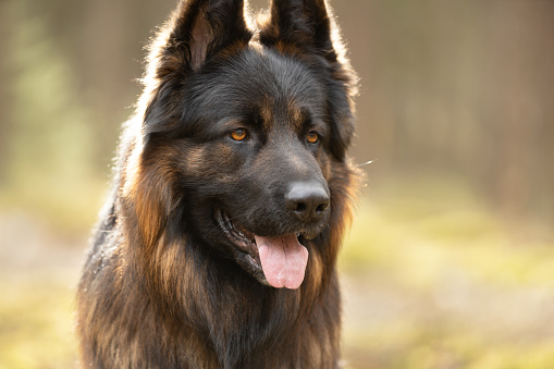closeup of the eyes of a german shepherd dog with eyes closed.