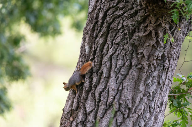 istock A squirrel in the trunk of a plane tree. 2081012257