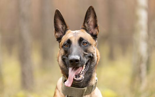 Belgian Shepherd Malinois dog portrait in forest. This file is cleaned and retouched.