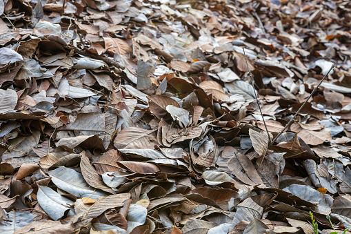 Close-up view of piles of brown, dead leaves piled up on the ground, left behind as material for producing natural organic fertilizer, commonly seen in forest gardens in the Thai countryside.