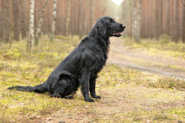 istock Black Flat coated Retriever dog sitting on moss in forest 2081021346