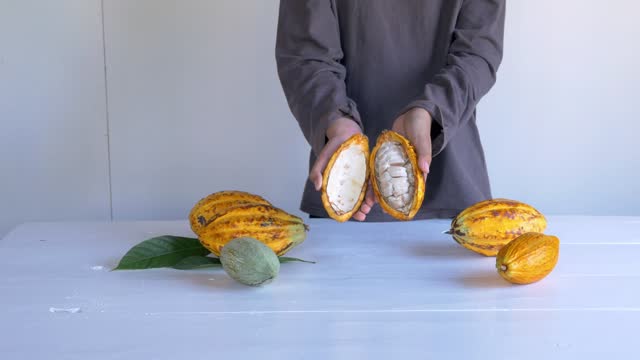 Cut in half fresh yellow ripe cacao pods reveals cacao beans, slide cacao fruit in hand. 4k video