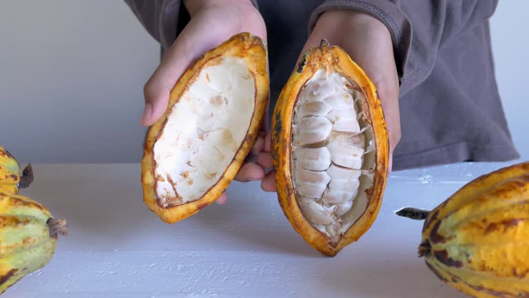 Cut in half fresh yellow ripe cacao pods reveals cacao beans, slide cacao fruit in hand. 4k video