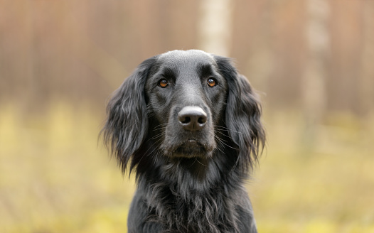 Black Flat coated Retriever dog portrait. This file is cleaned and retouched.