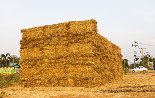 A view of piles of straw bales stacked on top of each other in an orderly large pile, taken from rice harvesting in the rice fields, a common sight in the Thai countryside.