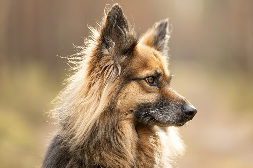 Mixed-Breed Dog portrait on forest in sunny day. This file is cleaned and retouched.