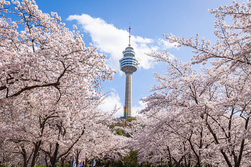 Cherry blossoms blooming in spring a popular tourist destination. in Daegu,South Korea.