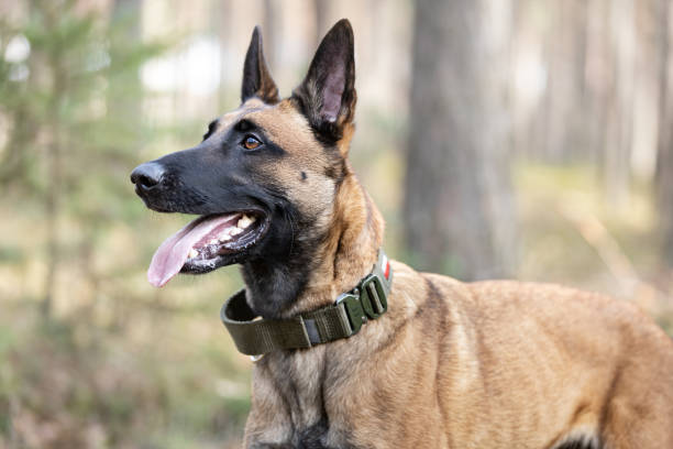 istock Belgian Shepherd Malinois dog sitting in forest 2081025994