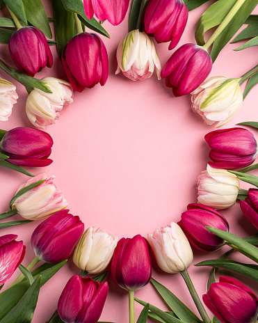 pink tulips on a light background. Mother's day, birthday celebration concept. Postcard. Copy space for text, top view