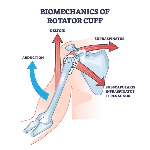 Vector illustration of Biomechanics of rotator cuff with anatomical movement types outline diagram