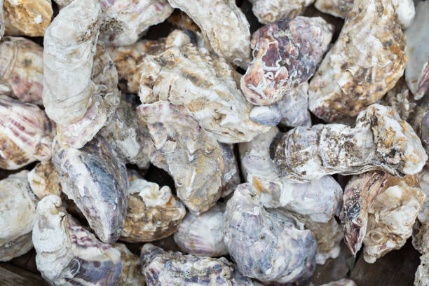 A lots of of oyster shell texture.