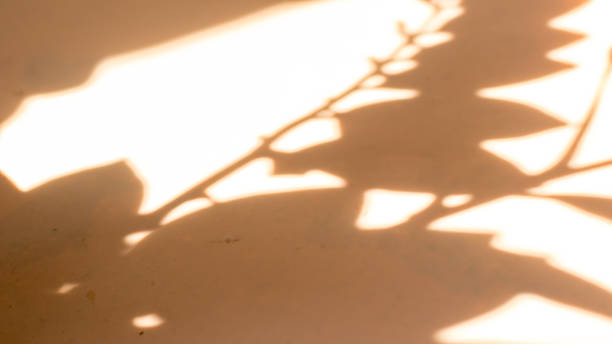 istock Shadow of leaves on a beige background, Wall light with shadows, shadow on beige wall background texture. 2081039721