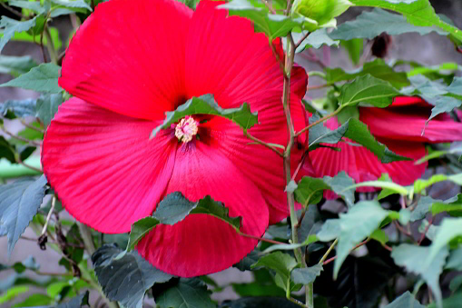 Vivid red hibiscus is blooming the garden during a beautiful morning sunshine day, green leaf background