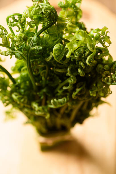 Asian Edible fern or fiddlehead fern from local farmer market, Healthy Leaf vegetable in spring season stock photo