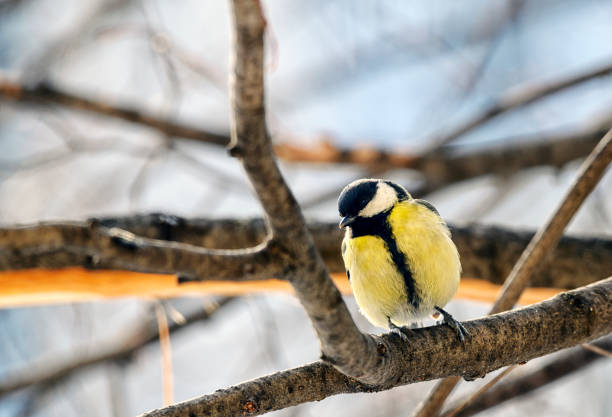 istock Blue tit in a tree at sunrise 2081072638