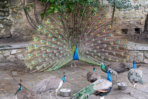 The blue peacock is a bird belonging to the Phasianidae family