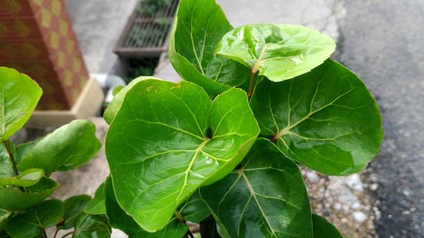 istock Green cup-shaped leaves. Polyscias scutellaria growing in the garden 2081086769